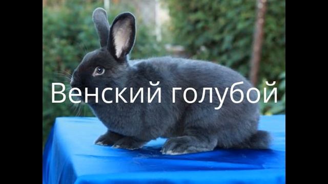 Породы кроликов с фотографиями! смотреть онлайн