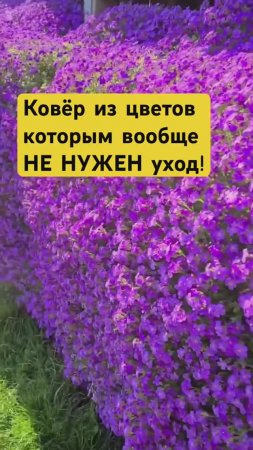 5 ковровых малоуходных многолетников (очень красиво!)