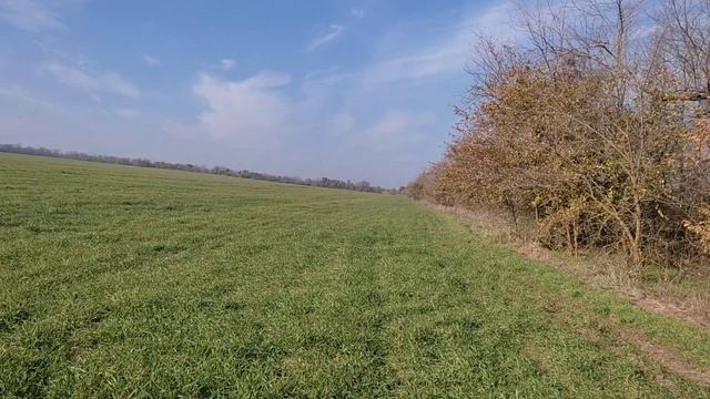 Нагонка Русской пегой гончей. Дикий кот. Задира 29.10.21 смотреть онлайн