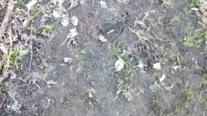 Detech Gold Catcher - Тест в грунте на наконечник