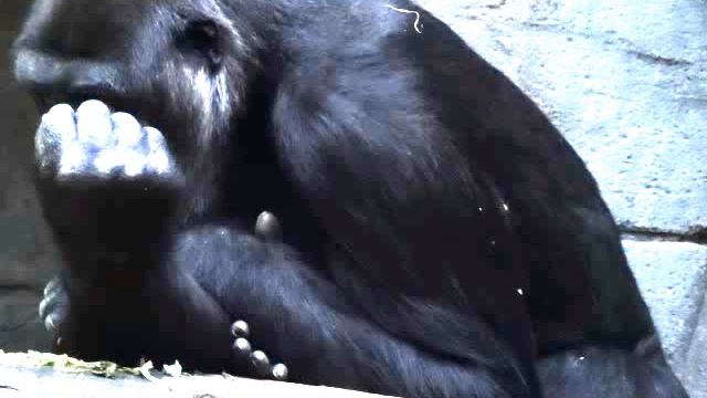 Стыдно смотреть на Вас. Москва. Зоопарк. смотреть онлайн