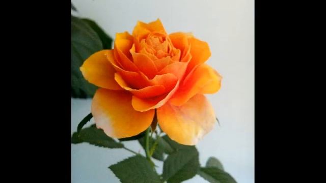 оранжево-морковные розы смотреть онлайн