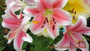 Лилия лоо-гибрид Пинк Бриллиант ? Пинк Бриллиант обзор: как сажать, луковицы лилии Пинк Бриллиант