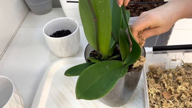 Теперь только ТАК сажаю ОРХИДЕИ группой, для… Результаты с шикарным цветением! смотреть онлайн