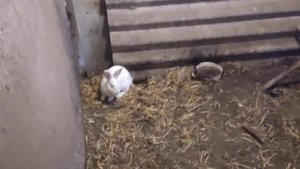 Кролики Белый Паннон, убрал лишних самцов.