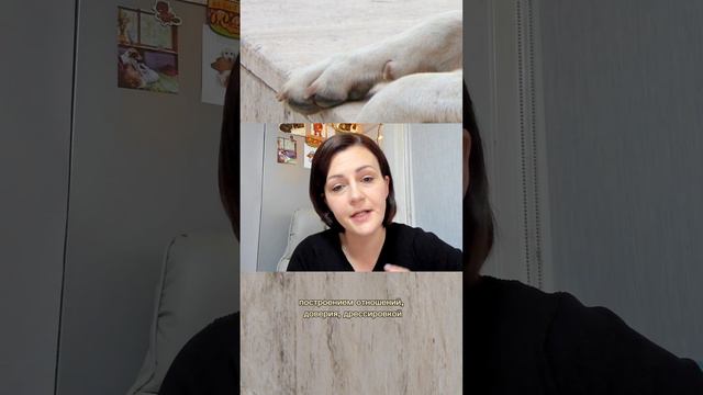 Разница между кинологом и зоопсихологом