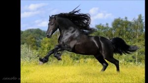 Вьюн над водой.