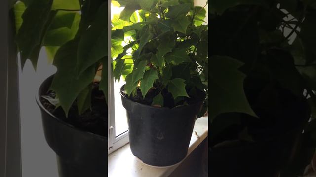 Пуасетия и женское и мужское счастье . смотреть онлайн