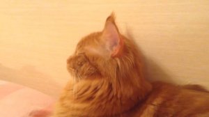 Кот громко урчит