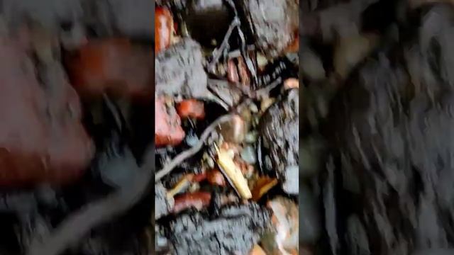 Как искать Янтарь в природе. Нашли? ? смотреть онлайн