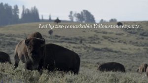 2019 Yellowstone Thorofare Pack Trip