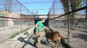 ОЛЕГ  ЗУБКОВ  переводит  беременную львицу  в отдельный вольер !!! Тайган .Крым .