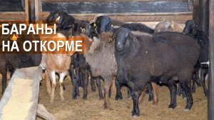 Бараны-производители на откорме. Эксперимент. Селекционно-генетический центр. ООО Волгоград-Эдильбай