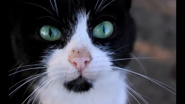 Canon EOS 550D смотреть онлайн