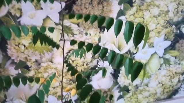 Карамбола из семян смотреть онлайн