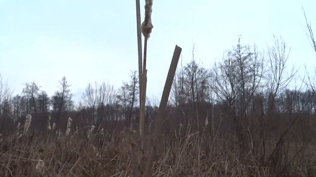 посадка черенков ив. смотреть онлайн