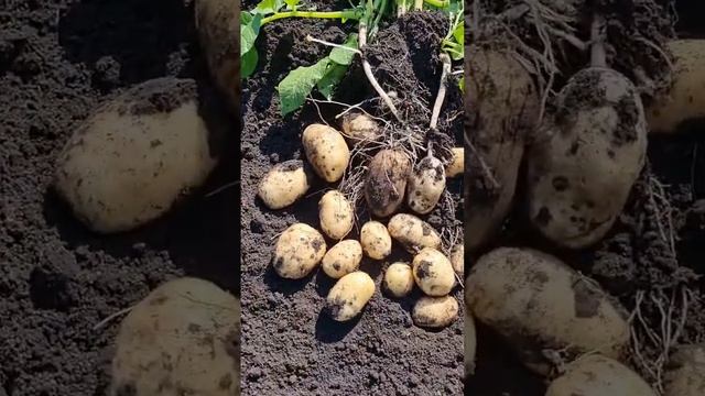 Сорт картофеля Аризона урожай 2023#kartofelural #potato #agriculture