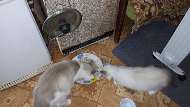 Наступают холода, котики впадают в спячку 🐱 смотреть онлайн