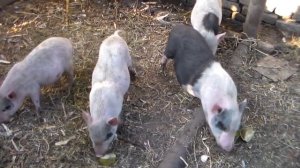 Кормление вьетнамских свиней.Едят ли свиньи кормовой бурак.