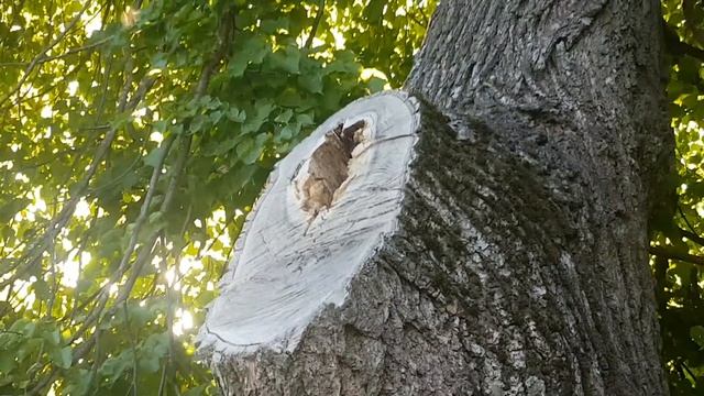 Как жывут пчёлы в природе,в липе. Вторая часть. смотреть онлайн