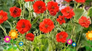 Гравилат чилийский Мисис Дж.Брэдшоу. Краткий обзор, описание geum chiloense Mrs J.Bradshow