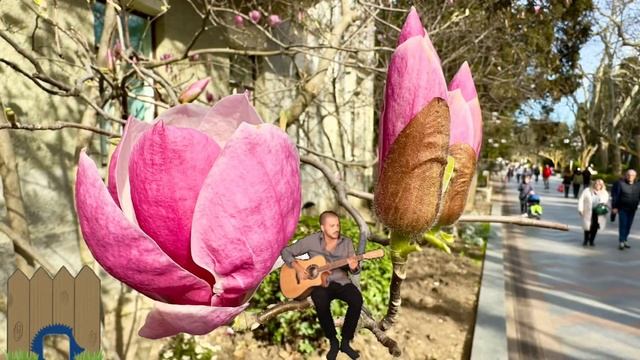 Крым?Ялта?Магнолия смотреть онлайн