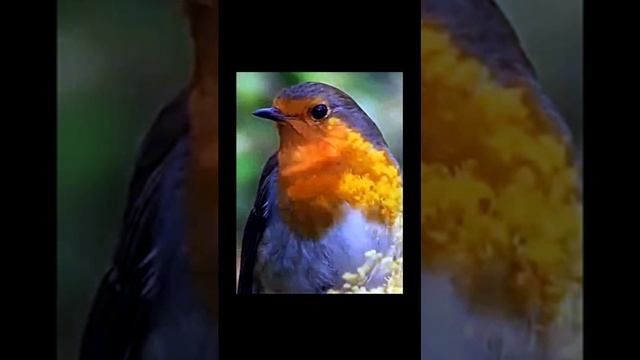 Пение птицы Зарянки (малиновки)