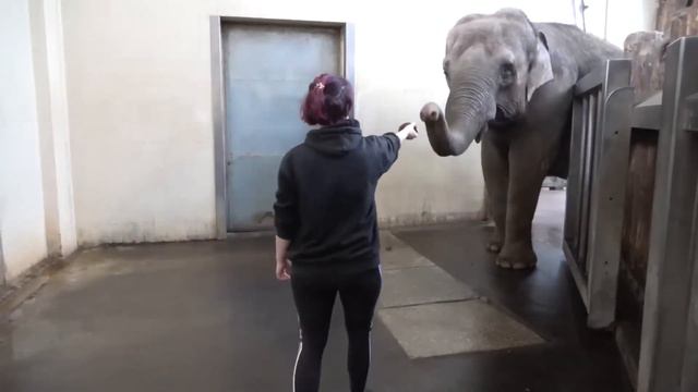 An elephants self taught banana peeling offers glimpse of elephants broader abilities смотреть онлайн