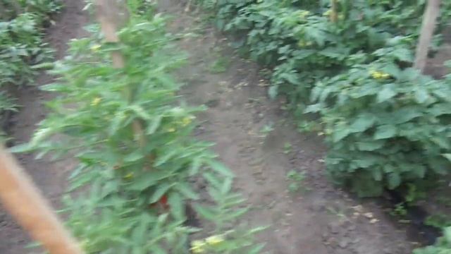 ФОСФОРНО-КАЛИЙНАЯ ПОДКОРМКА ДЛЯ ТОМАТОВ В ОТКР. ГРУНТЕ. Ольга Чернова.