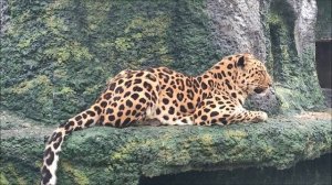 Московский зоопарк 2022. Дальневосточный леопард.