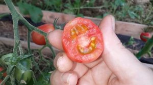 Обзор сортов томатов//Чио-чио сан и Черри ильди// 17 июля.