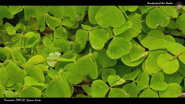 Panasonic DMC-G7 Кit 14-42 и Olympus M.Zuiko Digital ED 40-150mm... Первый опыт...Краски весны. смотреть онлайн