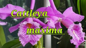 Cattleya maxima. Описание и уход.