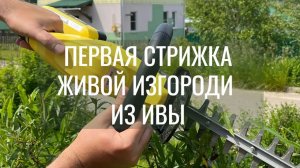 Первая стрижка живой изгороди из ивы!