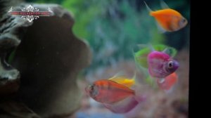 Мои первые рыбки в большом аквариуме!!! Тернеция - эти рыбки очень красивые, яркие, и разноцветные