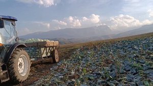 Возим капусту с огорода. Трактор LOVOL 754 в деле. Сила трактора