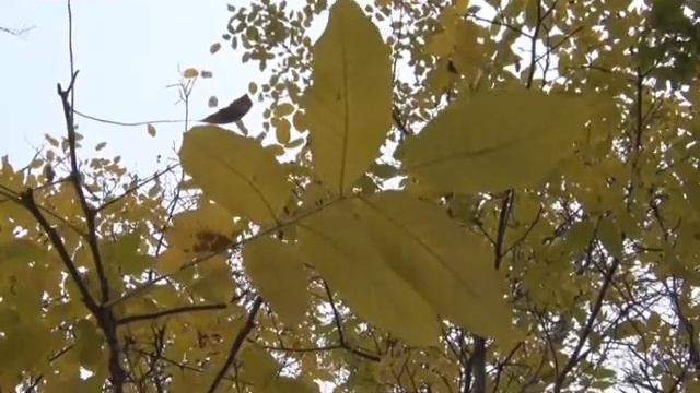 В ближайшие дни в Крыму ожидается сильный ветер