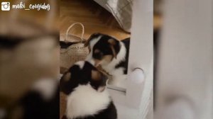 Мы купили корги! | Maki CorgiDog