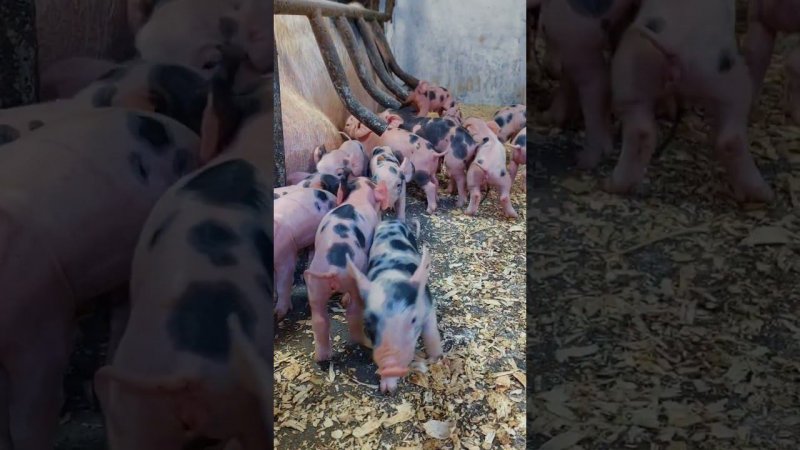@million_on_pigs #pigs #деревня #хозяйство #миллион