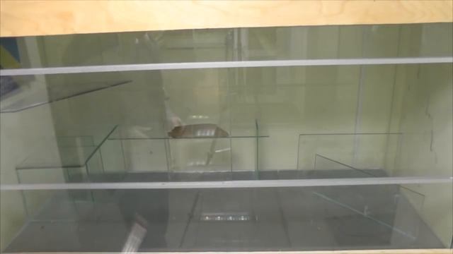 ?? палюдариум - террариум 600 л #3 ниши для растений смотреть онлайн