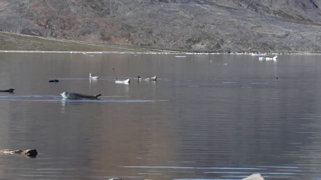 Хвосты киты, сивучи, тюлени и еще раз киты смотреть онлайн