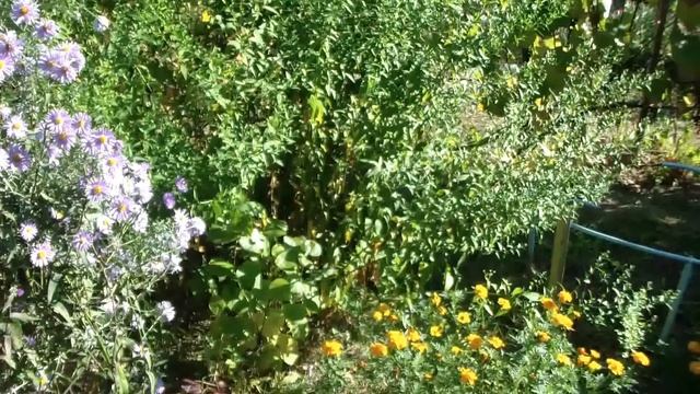 Хризантема Мультифлора и Хризы Корейские.ОБЗОР на 30 сентября. смотреть онлайн