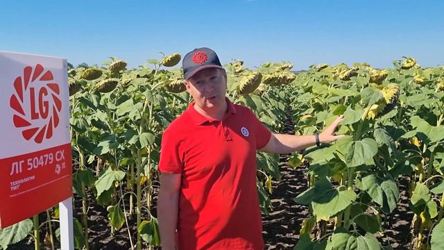 Презентация гибрида подсолнечника ЛГ 50479 СХ смотреть онлайн