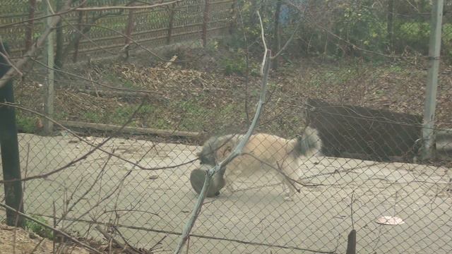 Собака, цирк, смех, ржач! Пёсик любит поиграть! смотреть онлайн