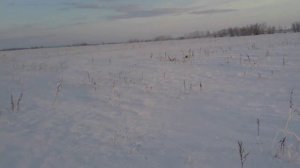 ОХота с капканами. 2015 год. Попался корсак.