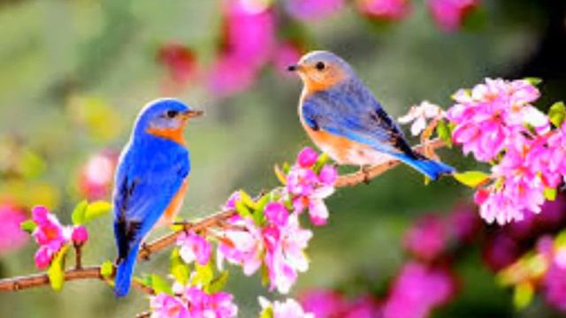 Болгария страна Весны! смотреть онлайн