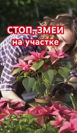 ПРОСТОЙ СПОСОБ отпугнуть змей от сада