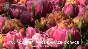 Tulip 'Copper Image' & Tulip 'Amazing Grace'