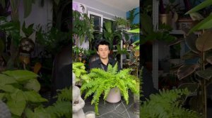 Уход за папоротником \ Нефролепсис