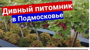 Такого питомника растений в Подмосковье вы еще не видели! Ассортимент до горизонта!